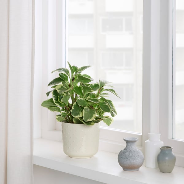 SESAMFRÖN plant pot, in/outdoor off-white, 12 cm