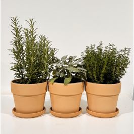 SET 3 ANTIQUE TERRACOTTA CALIMA VASES D.15 WITH SAUCER D.13