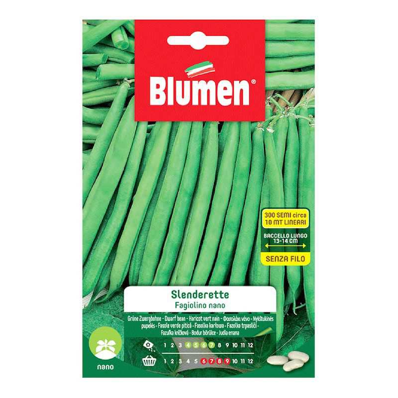 DWARF BOBIS GREEN BEANS