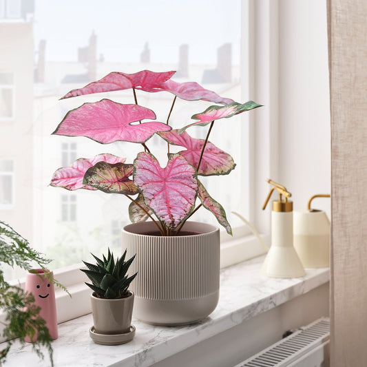 SMÅTÄRNA artificial potted plant, paper/caladium, 14 cm