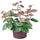 SMÅTÄRNA artificial potted plant, paper/Asiatic jasmine, 10 cm