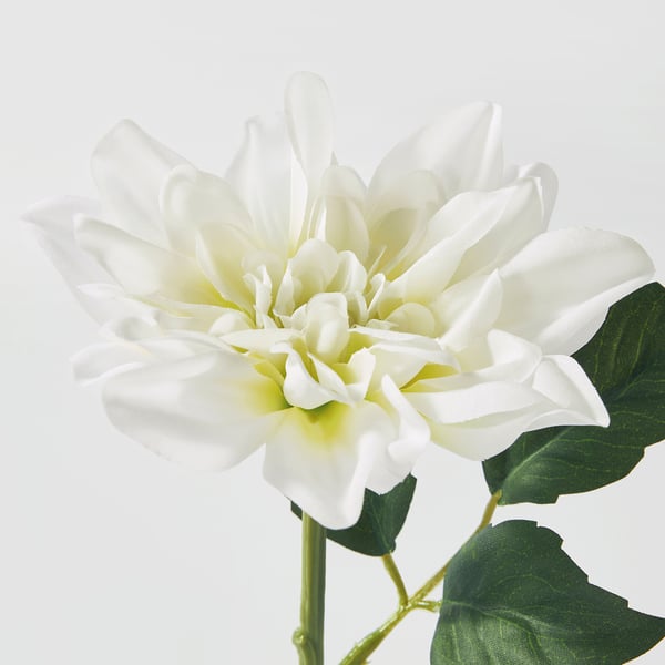 SMYCKA artificial flower, in/outdoor/Dahlia white, 30 cm