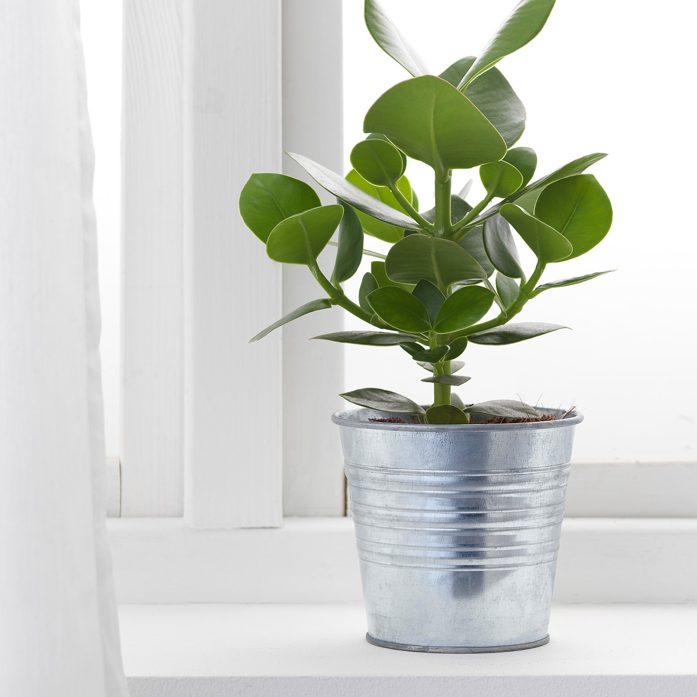 SOCKER plant pot, galvanized