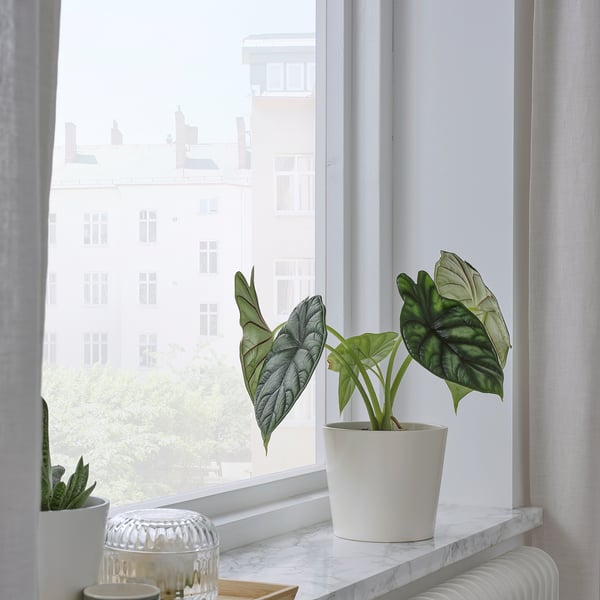 SOJABÖNA plant pot, white, 12 cm