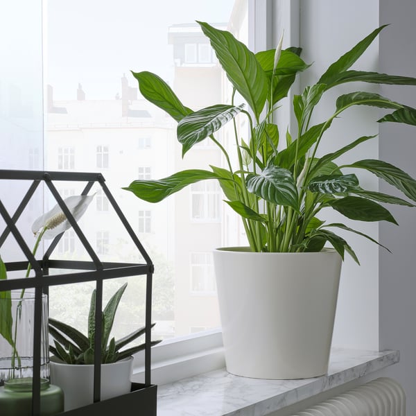 SOJABÖNA plant pot, white, 19 cm