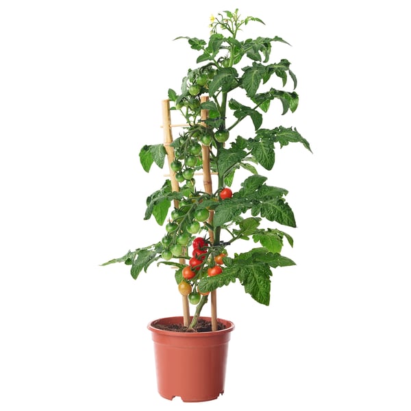 SOLANUM LYCOPERSICUM potted plant, tomato