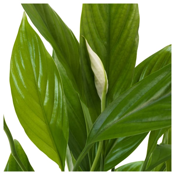 SPATHIPHYLLUM - Pot plant, ., 24 cm - Pot diameter: 24 cmPlant height: 110 cm