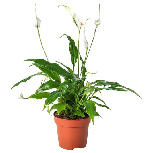 SPATHIPHYLLUM - Pot plant, ., 12 cm - Pot diameter: 12 cmPlant height: 45 cm