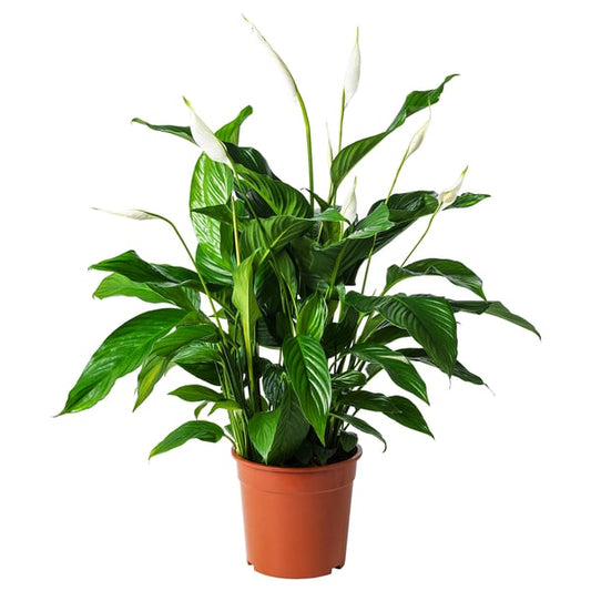 SPATHIPHYLLUM - Pot plant, ., 24 cm - Pot diameter: 24 cmPlant height: 110 cm