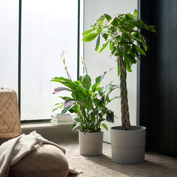 SPATHIPHYLLUM - Pot plant, ., 24 cm - Pot diameter: 24 cmPlant height: 110 cm