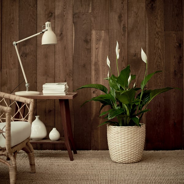 SPATHIPHYLLUM - Pot plant, ., 24 cm - Pot diameter: 24 cmPlant height: 110 cm