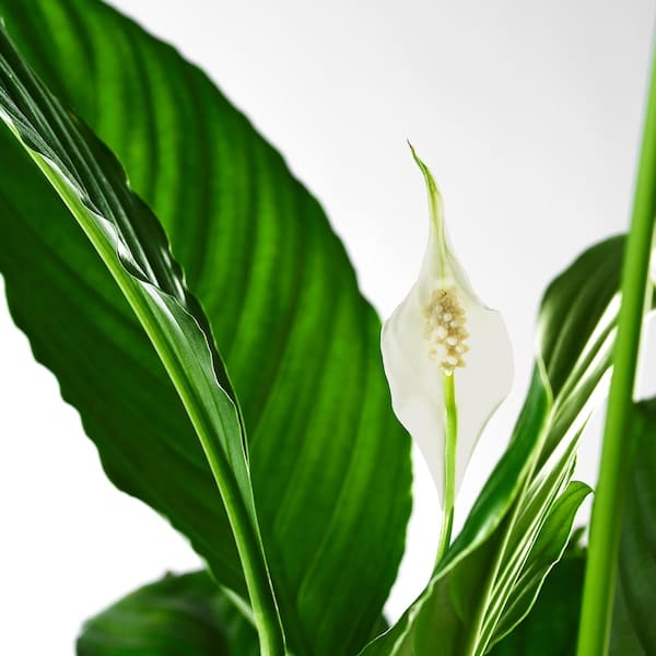 Ikea SPATHIPHYLLUM - Potted plant, Peace lily, 17 cm