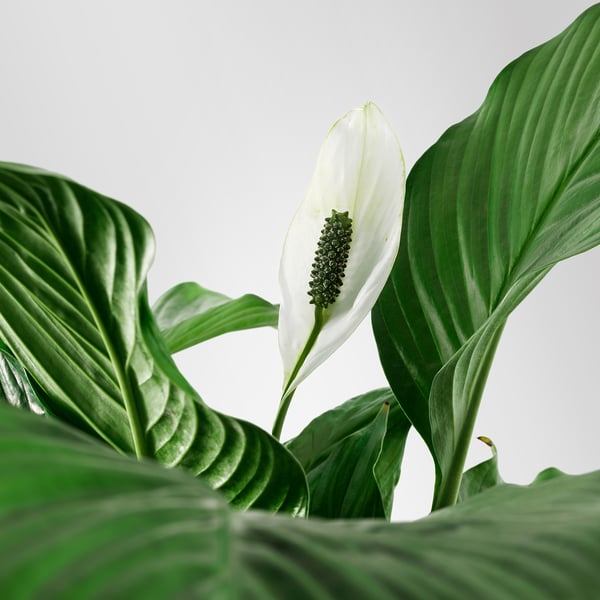 SPATHIPHYLLUM - Pot plant, ., 24 cm - Pot diameter: 24 cmPlant height: 110 cm
