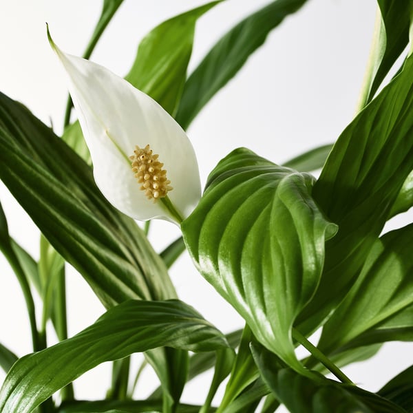 SPATHIPHYLLUM - Pot plant, ., 12 cm - Pot diameter: 12 cmPlant height: 45 cm