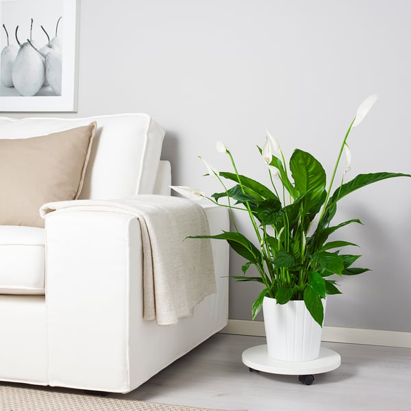 SPATHIPHYLLUM - Pot plant, ., 17 cm - Pot diameter: 17 cmPlant height: 70 cm