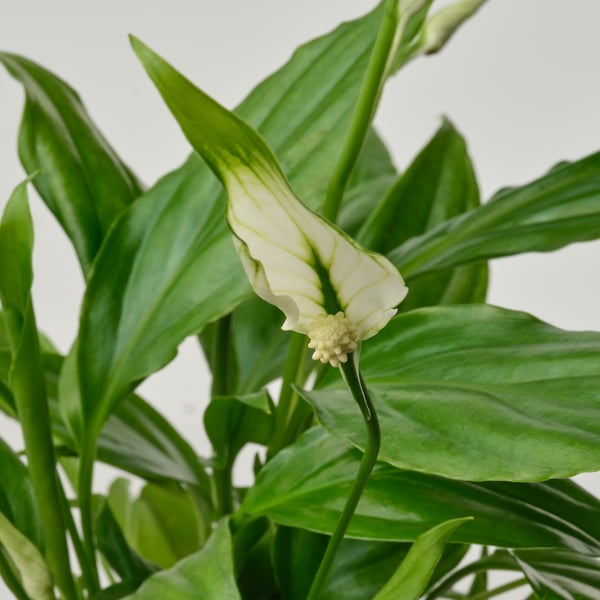 SPATHIPHYLLUM - Pot plant, ., 6 cm - Pot diameter: 6 cmPlant height: 21 cm