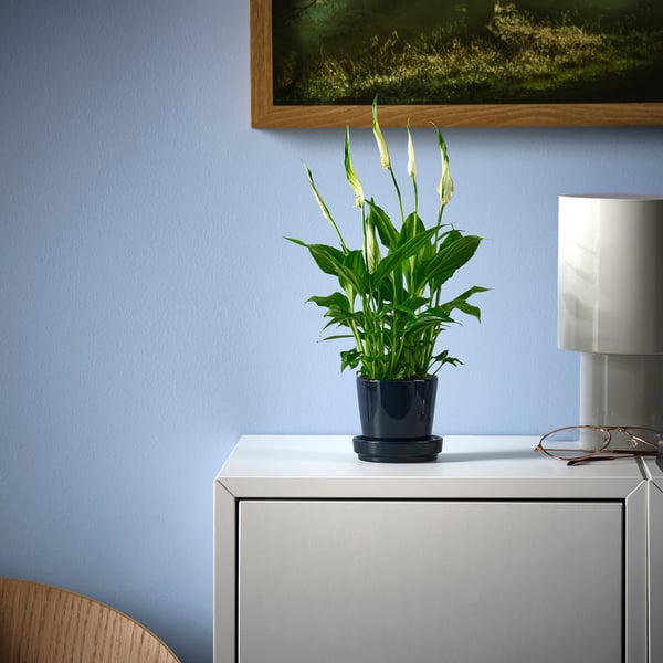 SPATHIPHYLLUM - Pot plant, ., 6 cm - Pot diameter: 6 cmPlant height: 21 cm