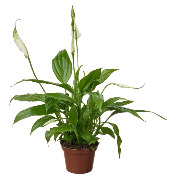 SPATHIPHYLLUM - Pot plant, ., 6 cm - Pot diameter: 6 cmPlant height: 21 cm