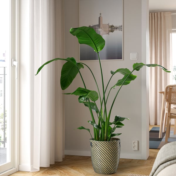 STRELITZIA - Potted plant, Bird of Paradise, 27 cm - Pot diameter: 27 cmPlant height: 140 cm