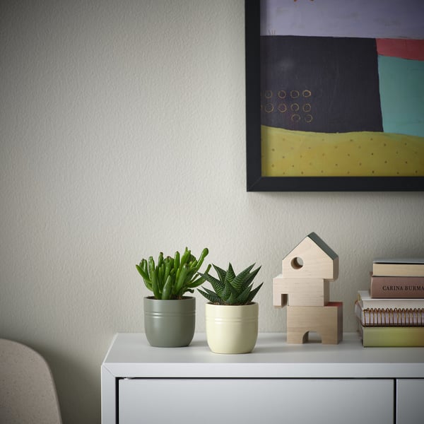 SUCCULENT - Plant with pot, Succulent various colours, 6 cm - Diameter of pot: 6 cm
