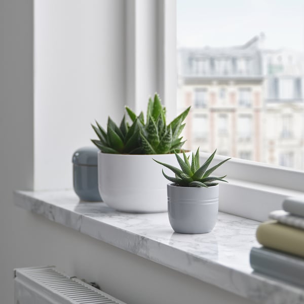 SUCCULENT - Plant with pot, Succulent various colours, 6 cm - Diameter of pot: 6 cm