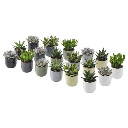 SUCCULENT - Plant with pot, Succulent various colours, 6 cm - Diameter of pot: 6 cm