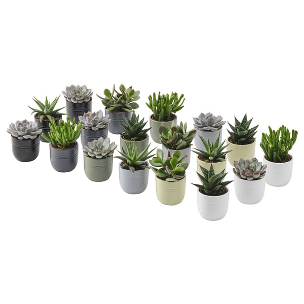 SUCCULENT - Plant with pot, Succulent various colours, 6 cm - Diameter of pot: 6 cm