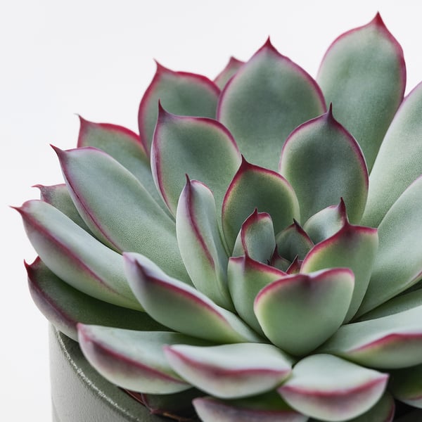 SUCCULENT - Plant with pot, Succulent various colours, 6 cm - Diameter of pot: 6 cm