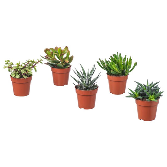 SUCCULENT - Potted plant, various species/Succulent, 9 cm - Pot diameter: 9 cm Plant height: 9 cm.