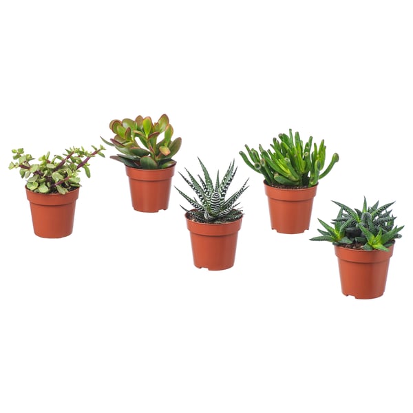 SUCCULENT - Potted plant, various species/Succulent, 9 cm - Pot diameter: 9 cm Plant height: 9 cm.