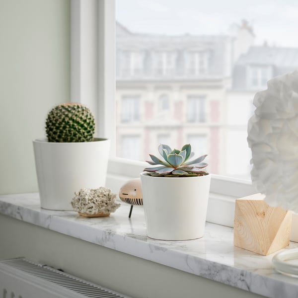 SUCCULENT - Potted plant, various species/Succulent, 9 cm - Pot diameter: 9 cm Plant height: 9 cm.
