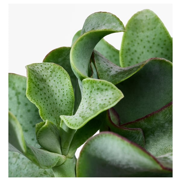 SUCCULENT - Pot plant, various species, 15 cm - Pot diameter: 15 cmPlant height: 17 cm