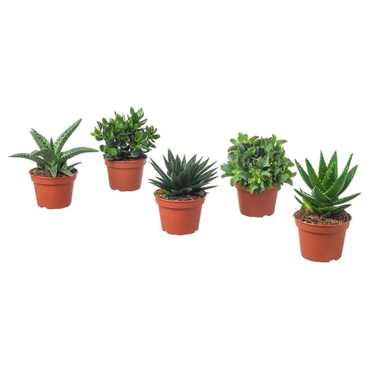 SUCCULENT - Pot plant, various species, 15 cm - Pot diameter: 15 cmPlant height: 17 cm
