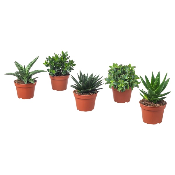 SUCCULENT - Pot plant, various species, 15 cm - Pot diameter: 15 cmPlant height: 17 cm