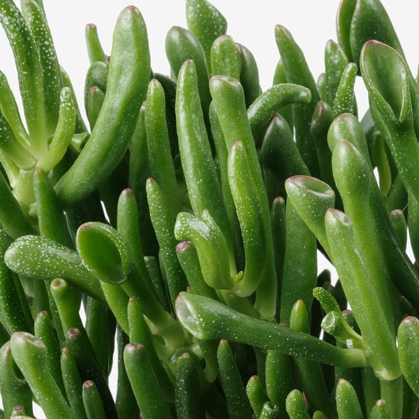 SUCCULENT - Pot plant, various species, 15 cm - Pot diameter: 15 cmPlant height: 17 cm
