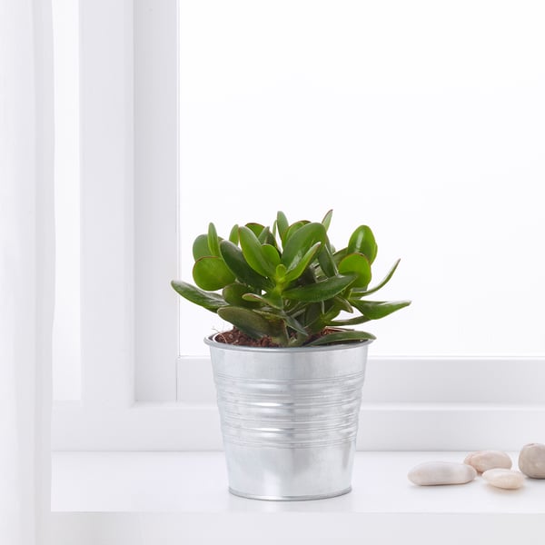 SUCCULENT - Pot plant, various species, 15 cm - Pot diameter: 15 cmPlant height: 17 cm
