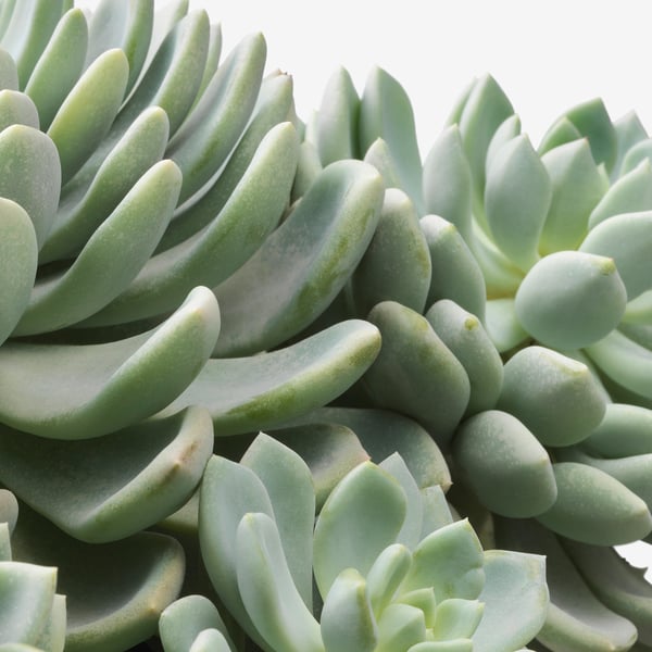 SUCCULENT - Pot plant, various species, 15 cm - Pot diameter: 15 cmPlant height: 17 cm