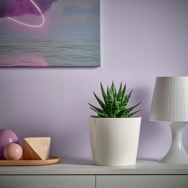 SUCCULENT - Pot plant, various species, 15 cm - Pot diameter: 15 cmPlant height: 17 cm