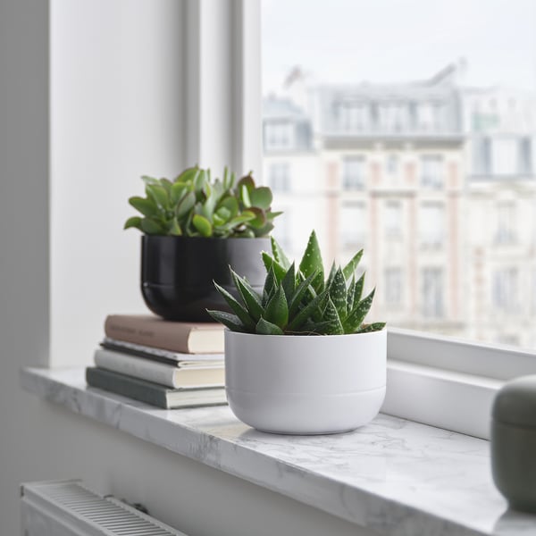 SUCCULENT - Potted plant, various coloured succulents, 14 cm - Pot diameter: 14 cm.