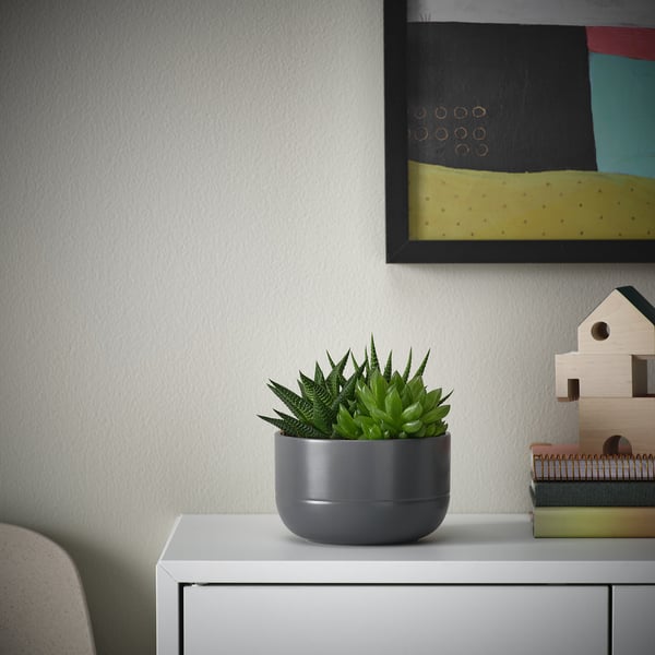 SUCCULENT - Potted plant, various coloured succulents, 14 cm - Pot diameter: 14 cm.