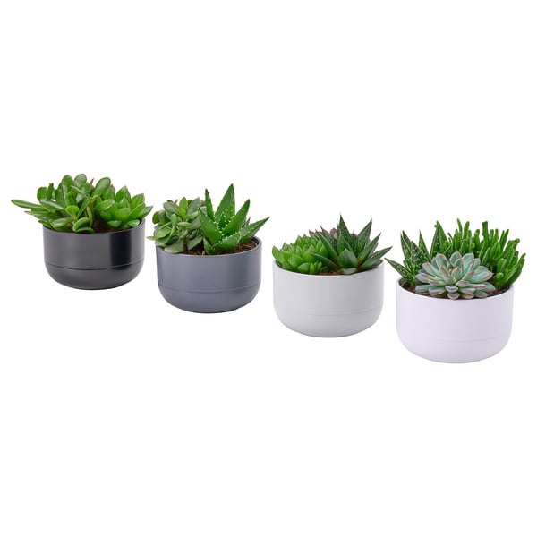 SUCCULENT - Potted plant, various coloured succulents, 14 cm - Pot diameter: 14 cm.