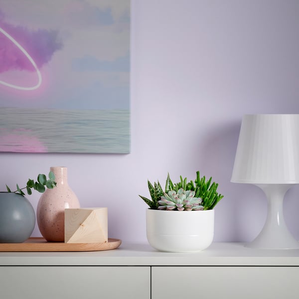 SUCCULENT - Potted plant, various coloured succulents, 14 cm - Pot diameter: 14 cm.