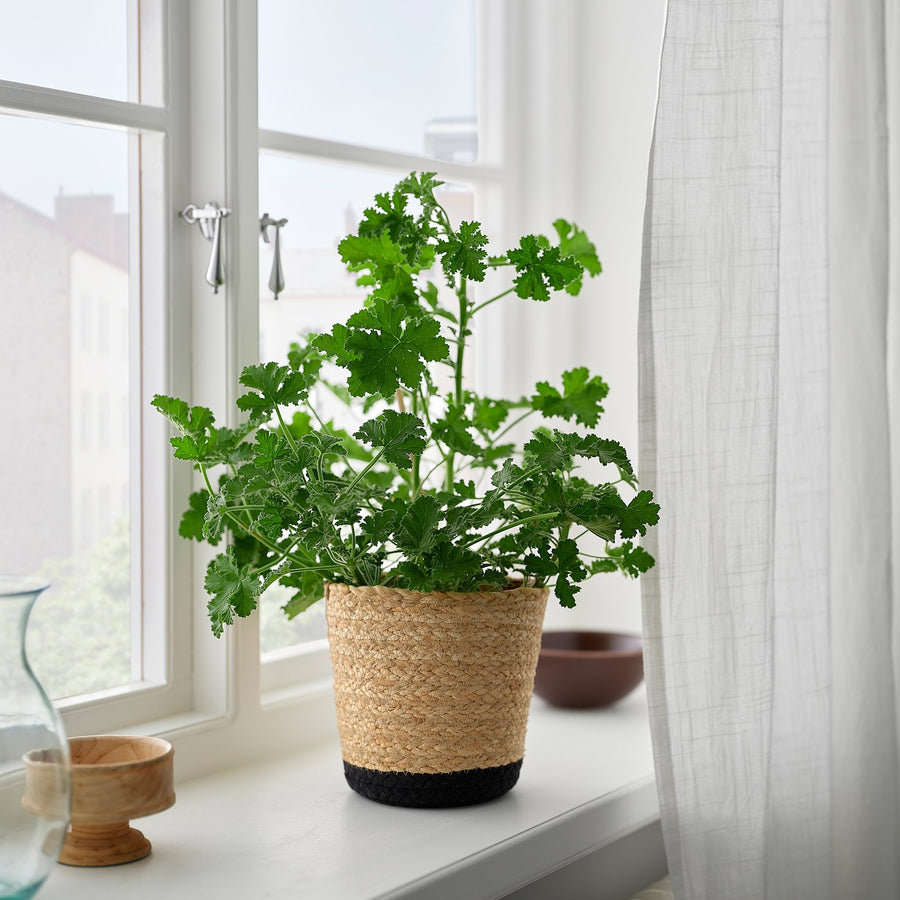 TÄRNMÅS plant pot, indoor/beige/black, 15 cm