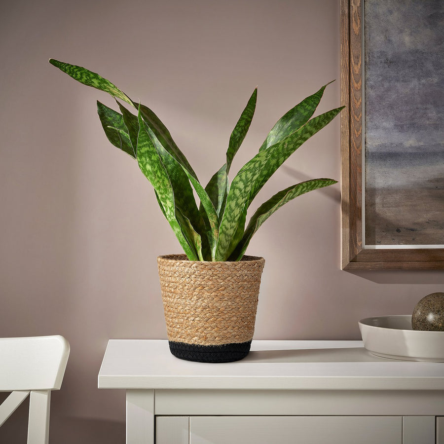 TÄRNMÅS plant pot, indoor/beige/black, 15 cm