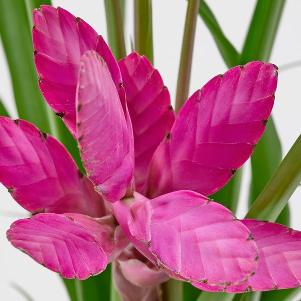 TILLANDSIA - Potted plant, Tillandsia various species, 12 cm - Pot diameter: 12 cmPlant height: 45 cm