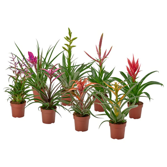 TILLANDSIA - Potted plant, Tillandsia various species, 12 cm - Pot diameter: 12 cmPlant height: 45 cm