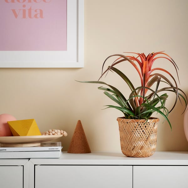 TILLANDSIA - Potted plant, Tillandsia various species, 12 cm - Pot diameter: 12 cmPlant height: 45 cm