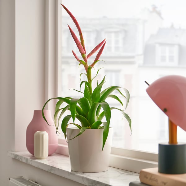 TILLANDSIA - Potted plant, Tillandsia various species, 12 cm - Pot diameter: 12 cmPlant height: 45 cm