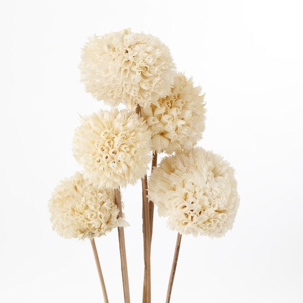 Ikea TORKA - Dried plant parts, white