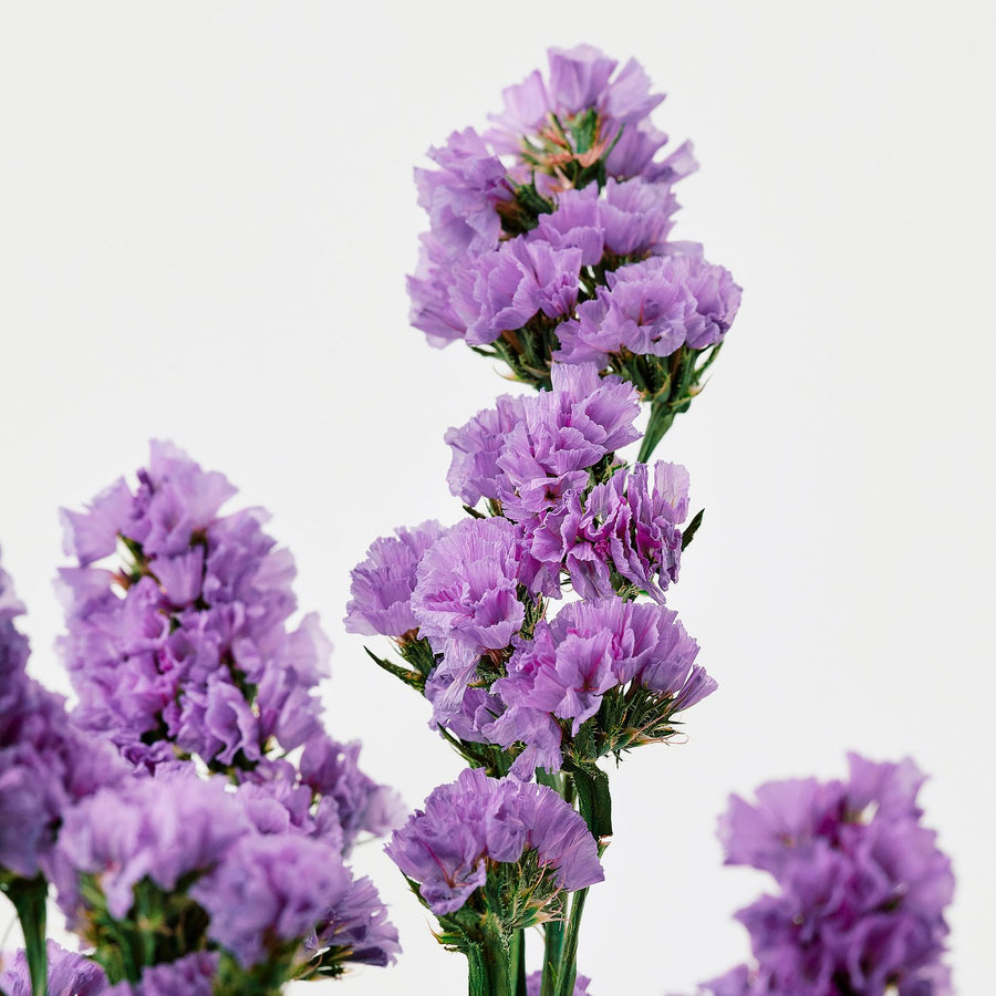 TORKA dried parts of flowers/plants, bunch/lilac, 70 cm